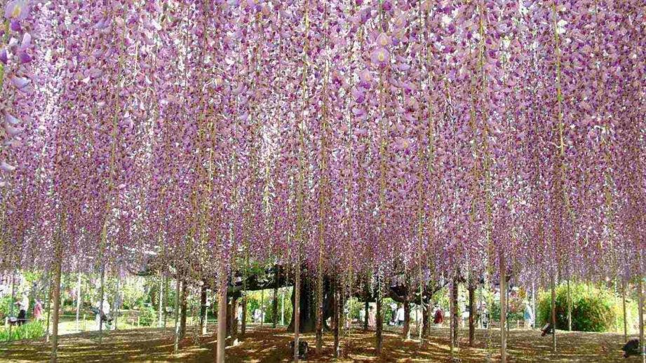 🌸 아시카가 플라워 파크 이미지 1